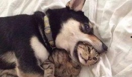 狗子爆料周冬雨视频大全,揭秘明星幕后趣事