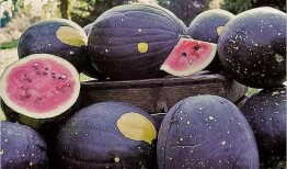 网红黑瓜吃料视频,揭秘网红美食背后的真相