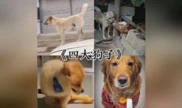 三只狗子爆料视频在线观看,揭秘娱乐圈幕后真相