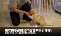 狗崽集体爆料视频,揭秘幕后的惊人真相