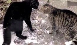 范哥爆料老鼠视频,惊悚老鼠视频引发网友热议