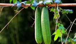 17吃瓜一起免费吃瓜,免费共享瓜界狂欢