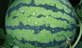 黑科吃瓜爆料最新进展,真相大白，幕后黑手浮出水面！”