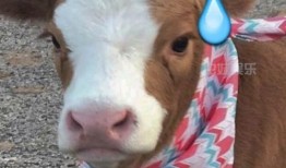 娱乐吃瓜酱缉毒犬,揭秘缉毒犬的神秘世界