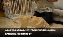 狗崽集体爆料视频,揭秘幕后的惊人真相