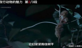夜行动物在线观看,暗夜魅影，激情燃烧的都市冒险