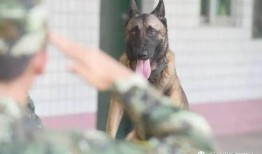 娱乐吃瓜酱缉毒犬,揭秘缉毒犬的神秘世界