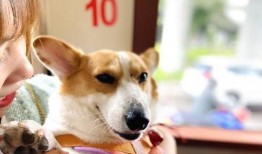 娱乐吃瓜酱缉毒犬,揭秘缉毒犬的神秘世界