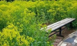 甘棠公园爆料事件视频,真相究竟如何？