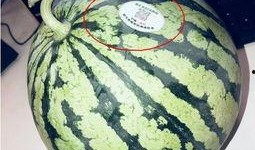 三亚网红吃瓜,瓜果飘香，美味尽享