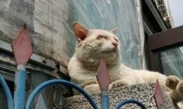 范哥爆料老鼠视频,惊悚老鼠视频引发网友热议