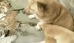 狗崽集体爆料视频,揭秘幕后的惊人真相