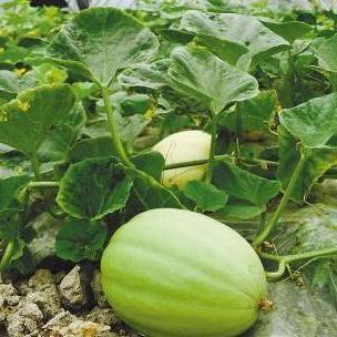 娱乐吃瓜酱三花,娱乐吃瓜界的“瓜王”传奇