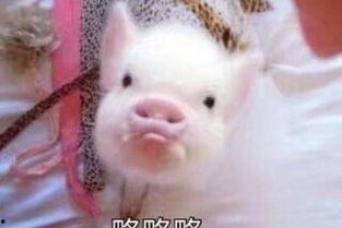 娱乐吃瓜酱猪猪视频,揭秘热门视频背后的趣味故事